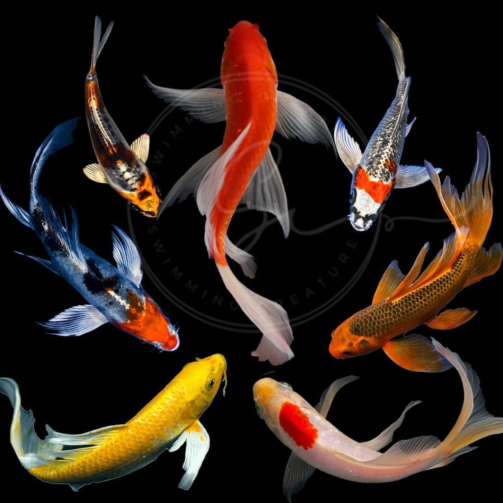 Aquarium Fish Live - Assorted Colors Live Koi Fish for