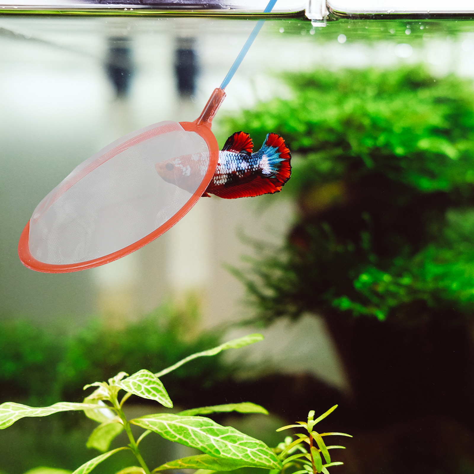 10Pcs Small Fishing Nets Porta - Aquarium Fishland 评论和价格