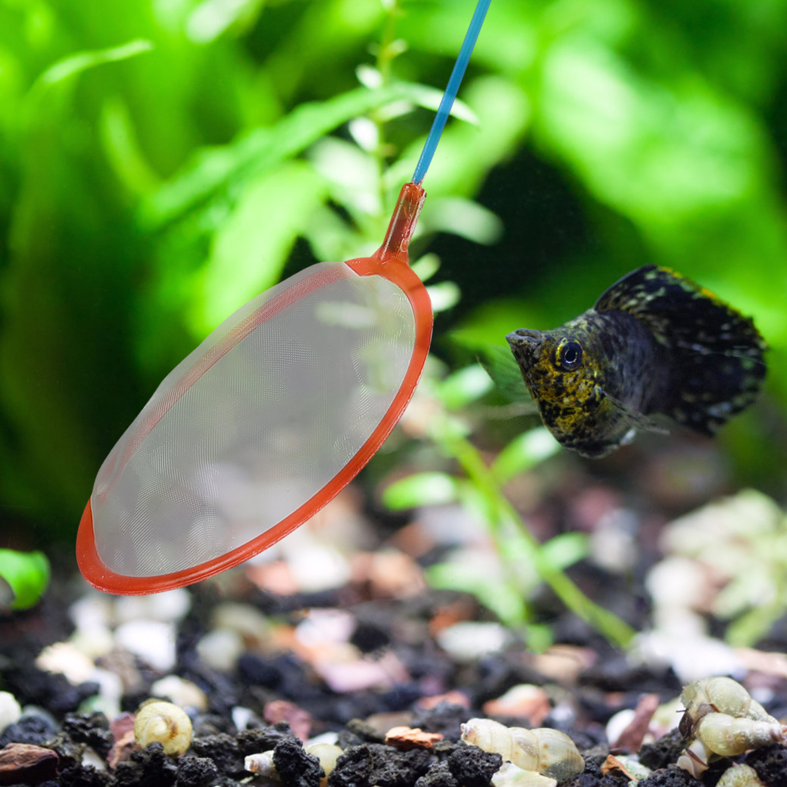 10Pcs Small Fishing Nets Porta - Aquarium Fishland 评论和价格