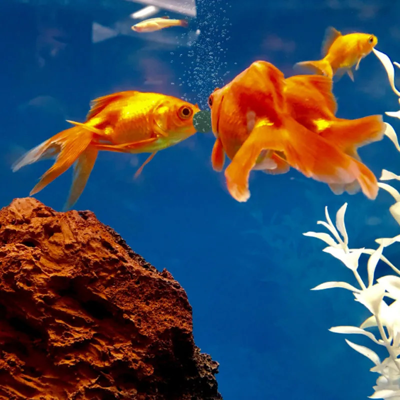 100-1500Pcs High-Purity Spirul - Aquarium Fish Enrichment 评论和价格