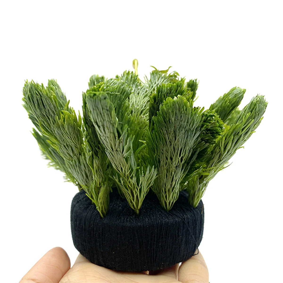 5Pcs Black Fish Tank Water Gra - Aquarium Fish Enrichment 评论和价格